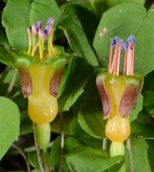 Image: P.B. Heenan © Landcare Research 2017 